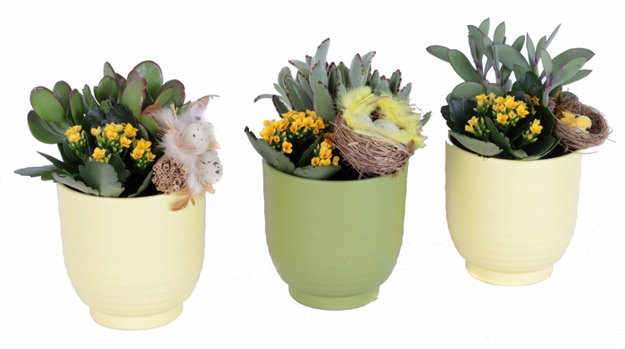<h4>Opgemaakt passen groove pot met succulent, kalanchoe en bijsteke</h4>