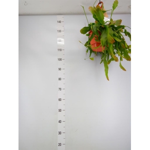 Lepismium houlletianum