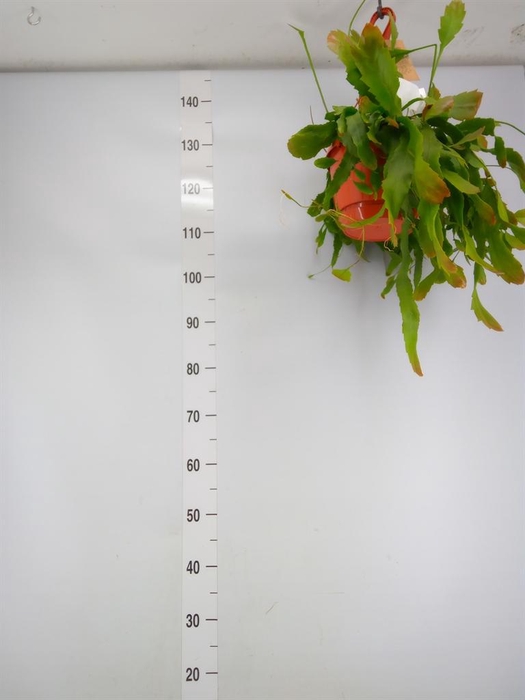 <h4>Lepismium houlletianum</h4>