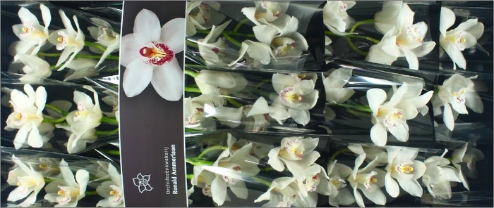 <h4>CYMB T SILVER</h4>