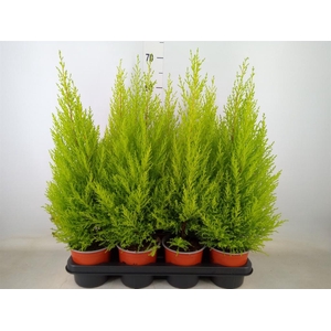 Cupressus macro. 'Goldcrest Wilma'