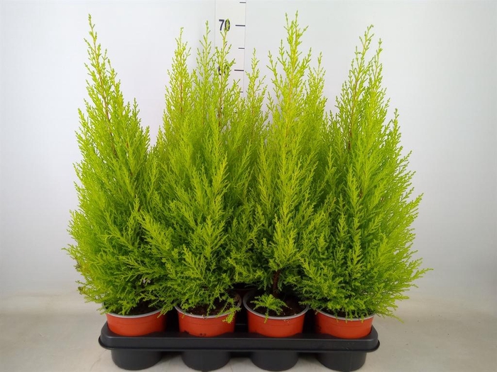 <h4>Cupressus macro. 'Goldcrest Wilma'</h4>