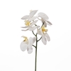 AF Phalaenopsis x5 34cm White