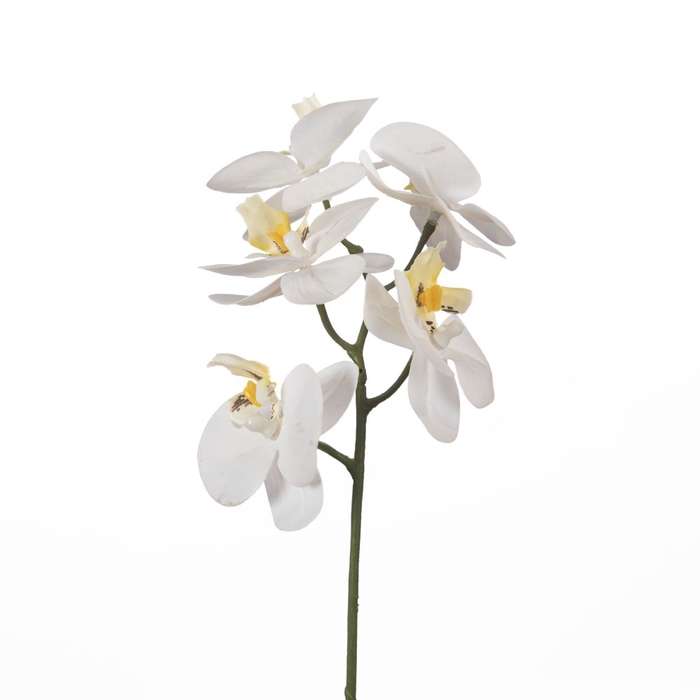 <h4>AF Phalaenopsis x5 34cm White</h4>