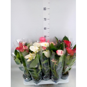 Anthurium   ...mix