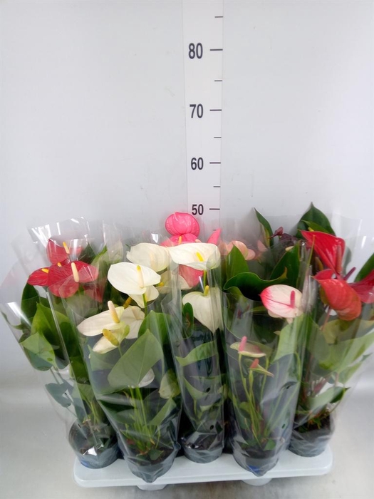 <h4>Anthurium   ...mix</h4>