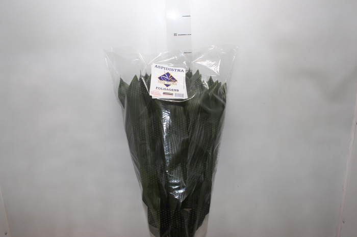 <h4>FOLHAGEM ASPIDISTRA ELATIOR 070 CM</h4>