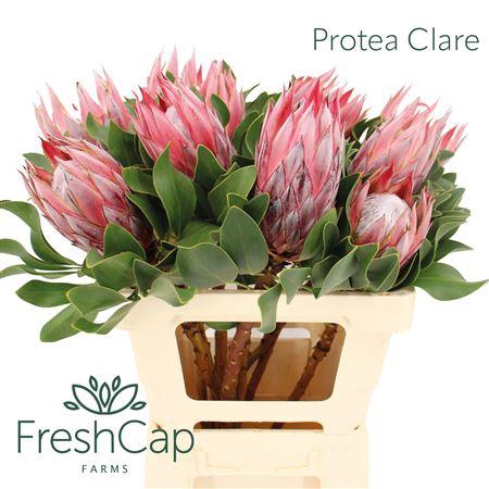 <h4>Protea Clare</h4>