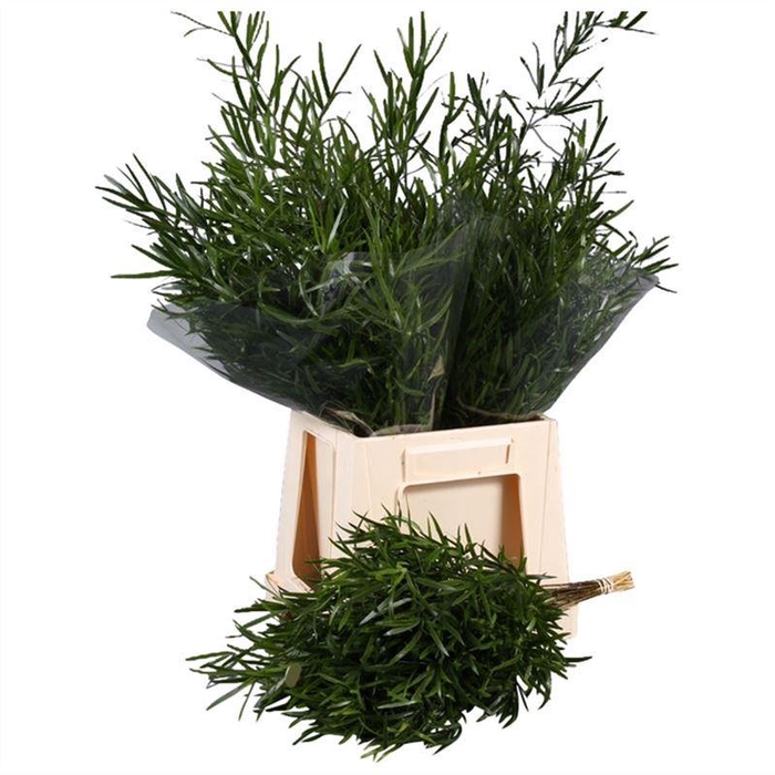 <h4>Asparagus Falcatus</h4>