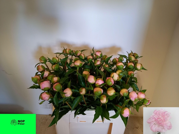 <h4>PAEO L ALERTIE</h4>