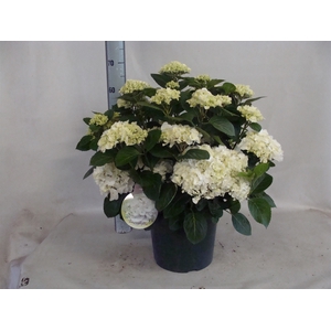 Hydrangea mac.   ...