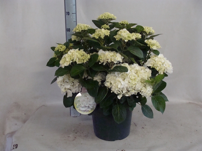 <h4>Hydrangea mac.   ...</h4>