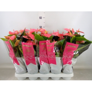 Anthurium andr. 'Sweet Dream'