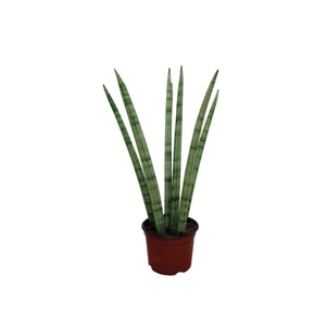 SANSEVIERIA NEW WAY P12