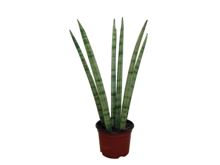 <h4>SANSEVIERIA NEW WAY P12</h4>