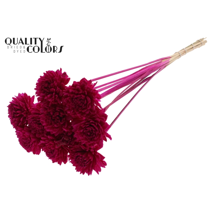 <h4>Shola Zinia 6cm on stem Lilac</h4>
