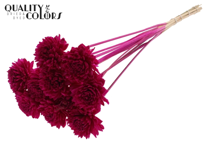 Shola Zinia 6cm on stem Lilac