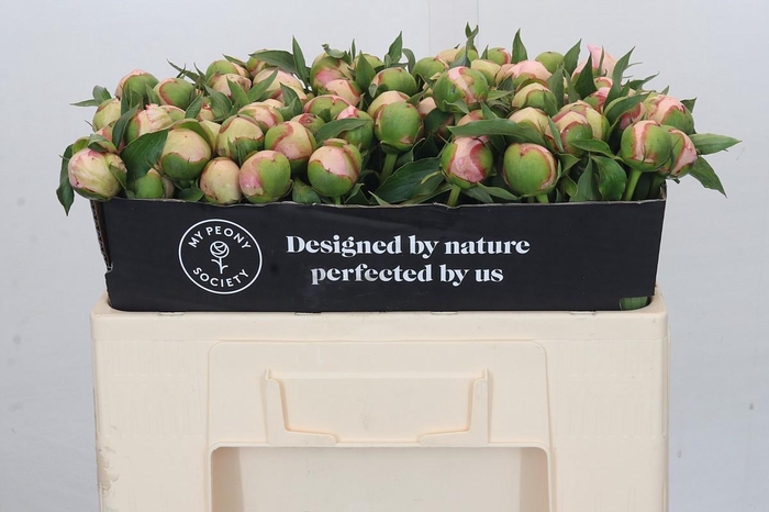 <h4>Paeonia Noemi Demay</h4>