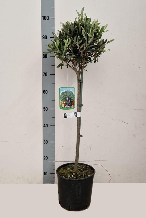 <h4>OLEA EUROPAEA</h4>