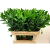 Ruscus