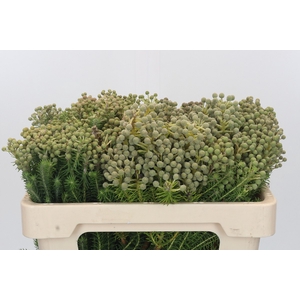 Kaaps Groen Palaecea