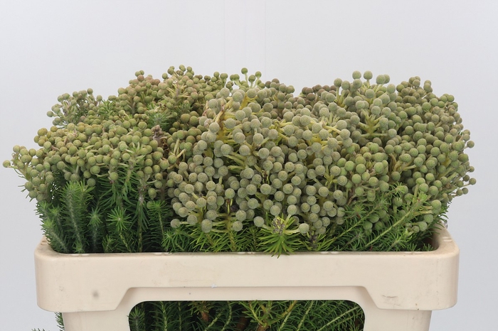 <h4>Kaaps Groen Palaecea</h4>