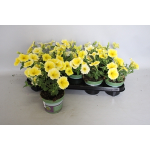 Petunia Bee's knees