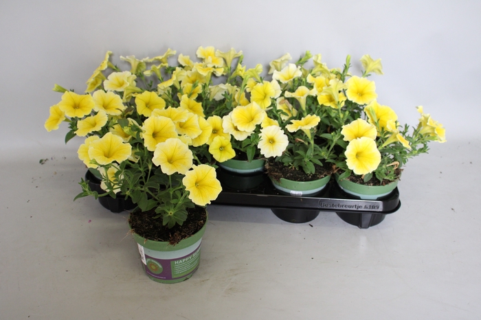 <h4>Petunia Bee's knees</h4>