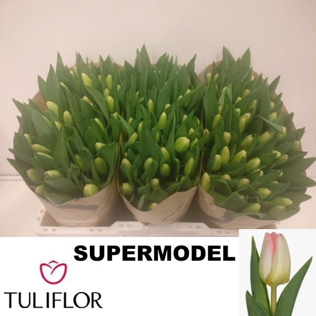 <h4>TU EN SUPERMODEL</h4>