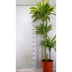 Dracaena fr de 'LemonLime'