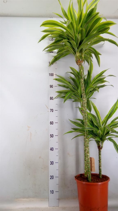 <h4>Dracaena fr de 'LemonLime'</h4>