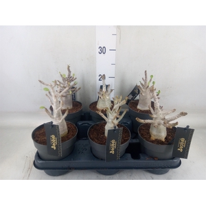 Adenium NB 'Ansu Baobab'