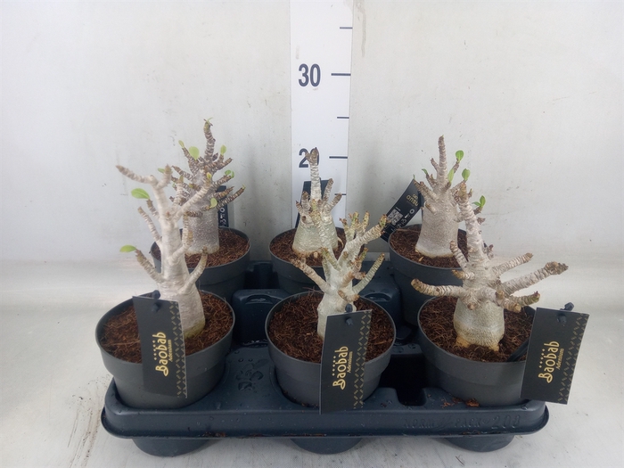 <h4>Adenium NB 'Ansu Baobab'</h4>