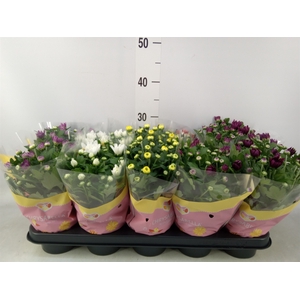 Chrysanthemum   ..mix 7