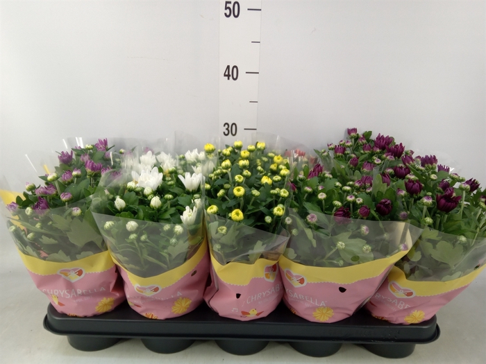 <h4>Chrysanthemum   ..mix 7</h4>