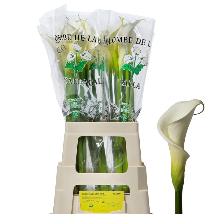 <h4>Colombe 70cm</h4>