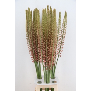 EREMURUS OASE