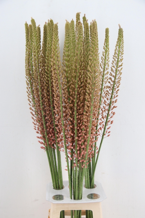 <h4>EREMURUS OASE</h4>