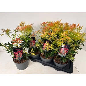 PIERIS FOREST FLAME