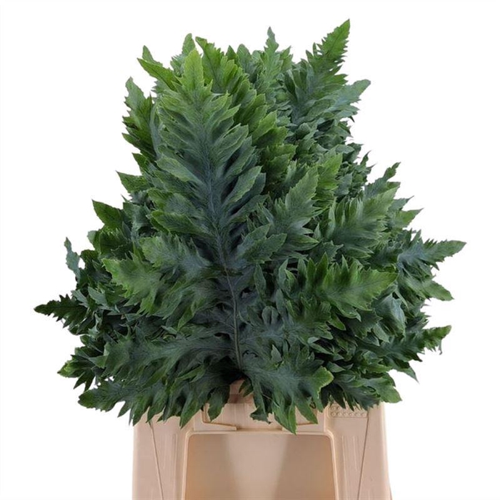 <h4>Rucula Fern</h4>