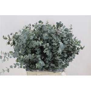 Euca Gunny Short 150gr P Bunch