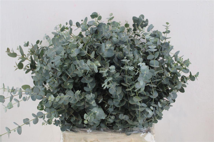 <h4>Euca Gunny Short 150gr P Bunch</h4>