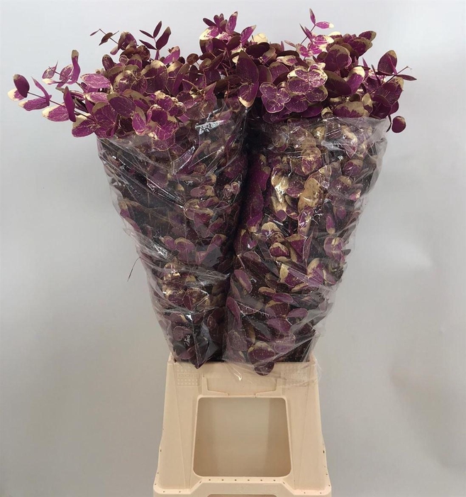 <h4>Euca Cinerea Old Lilla</h4>