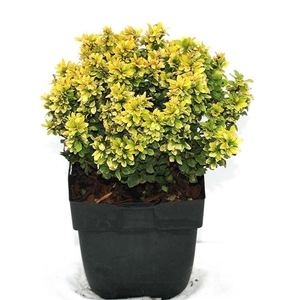 Berberis thunbergii 'Tiny Gold®' P17