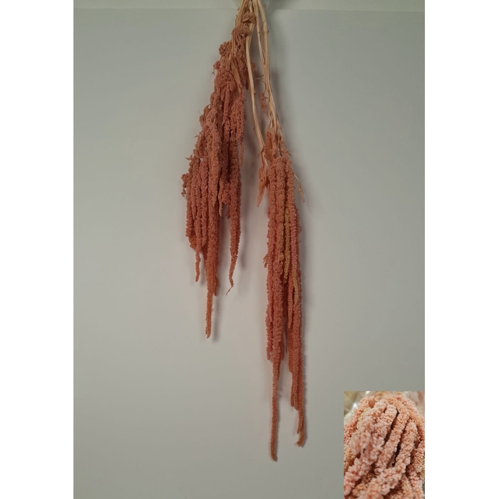 <h4>GESTABILISEERD AMARANTHUS (H) OUD ROZE</h4>