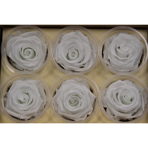 R Prs White Angelical