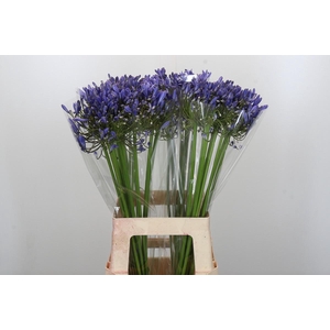 Agapanthus Blue Heaven