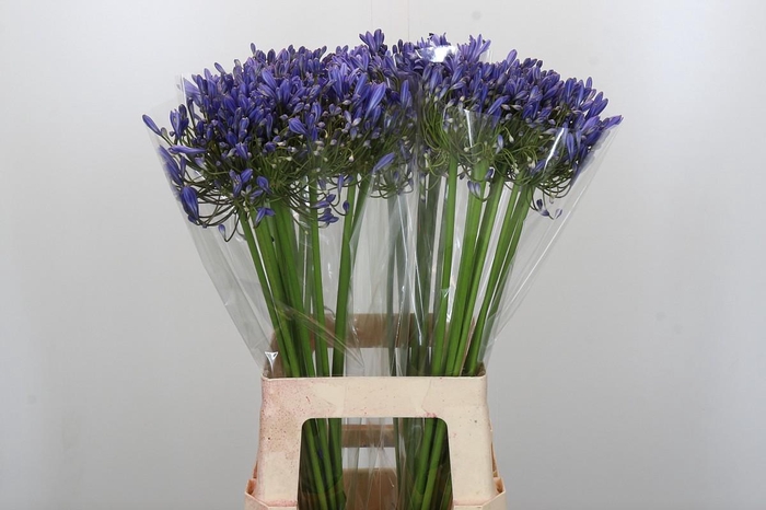 <h4>Agapanthus Blue Heaven</h4>