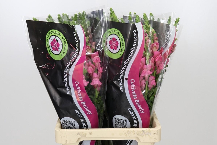 <h4>Antirrhinum Potomac Cherry Rose</h4>