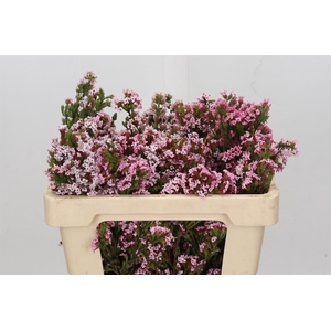 Kaaps Groen Erica Four Sisters